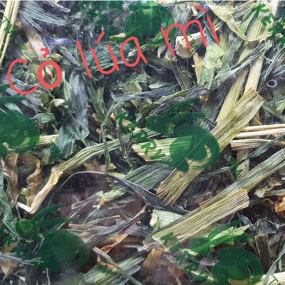 Cỏ Lúa Mạch, Lúa Mì KERRY cắt khúc Thơm Ngon cho Thỏ, Bọ 100gr