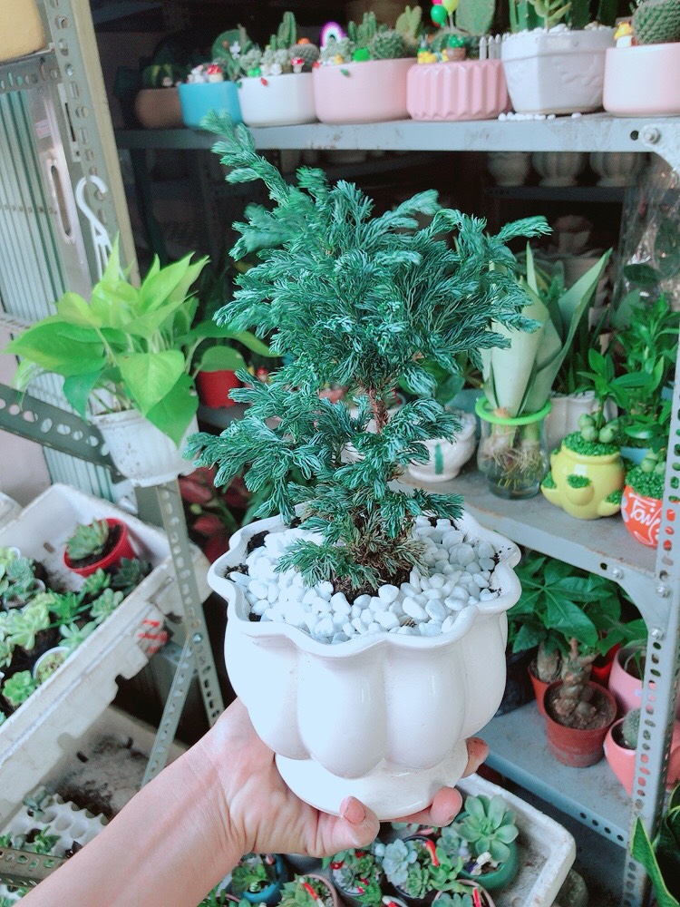 Tuyết Tùng Hay Tùng Bạc