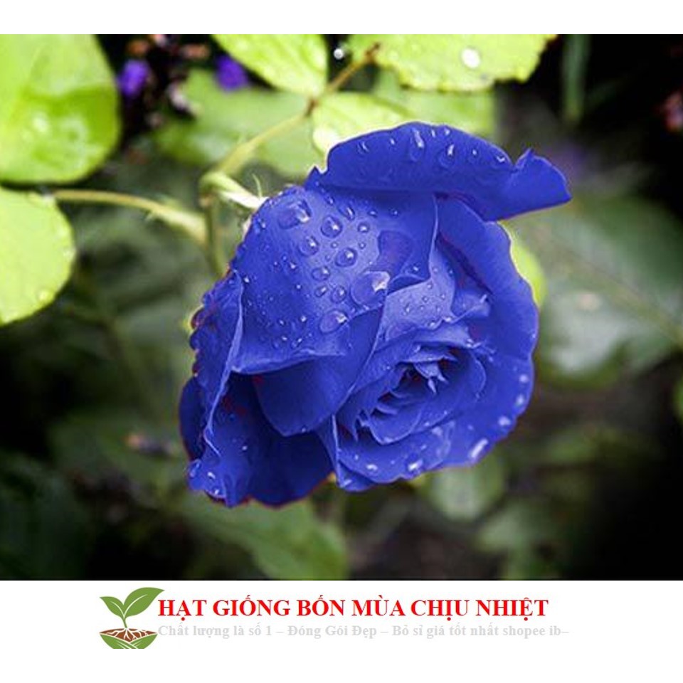 30C Hạt Giống Hoa Hồng Xanh 10H