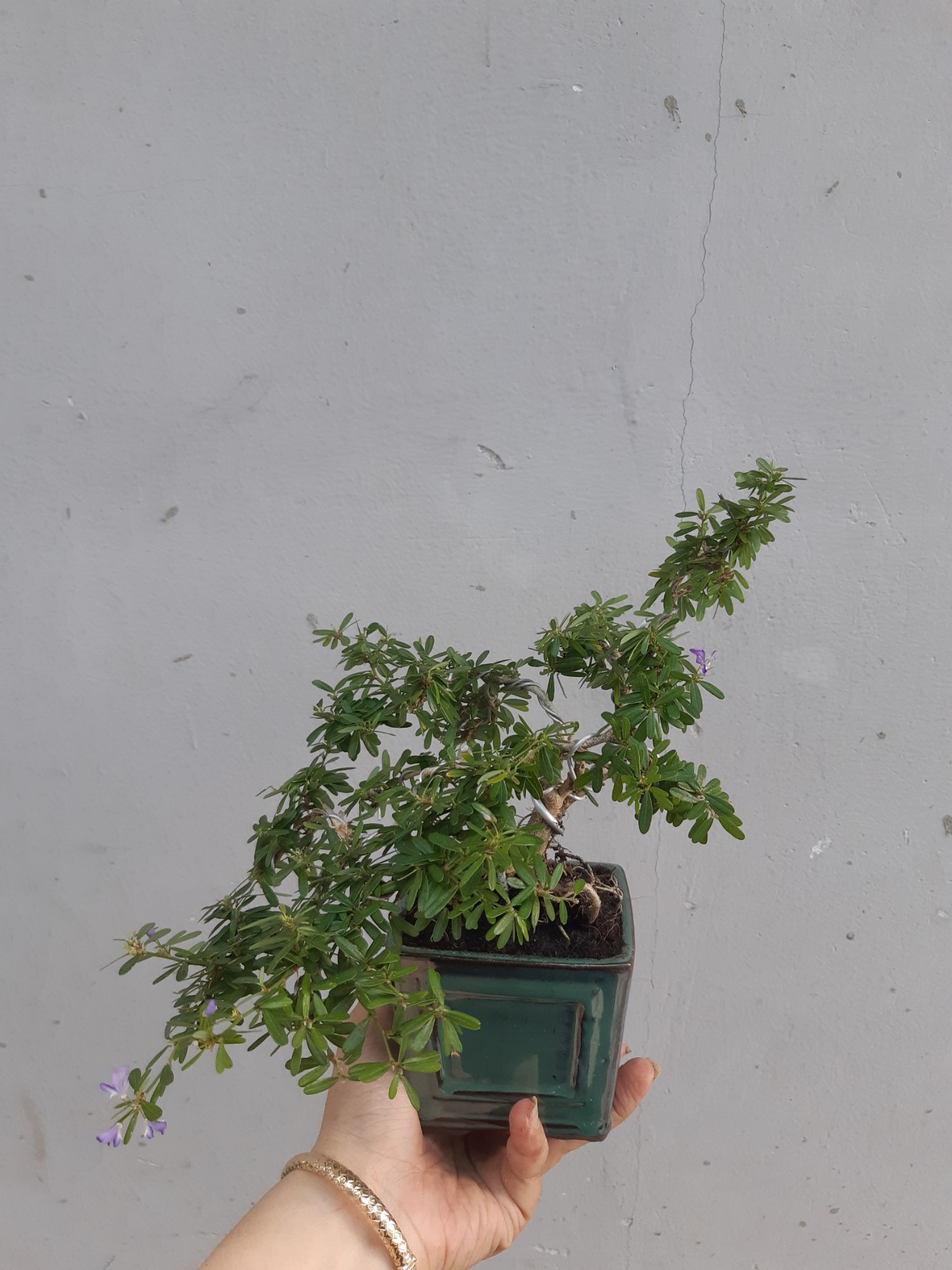 linh sam bonsai chậu mini