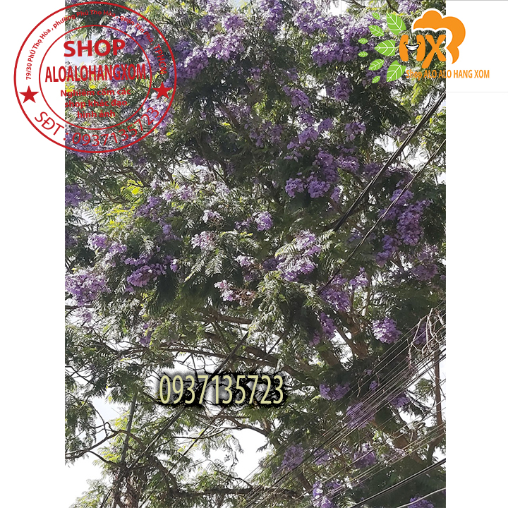 COMBO 5 CÂY PHƯỢNG TÍM CÂY GIỐNG