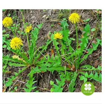 Bồ công anh 100gram lọa thượng hạng - LV076
