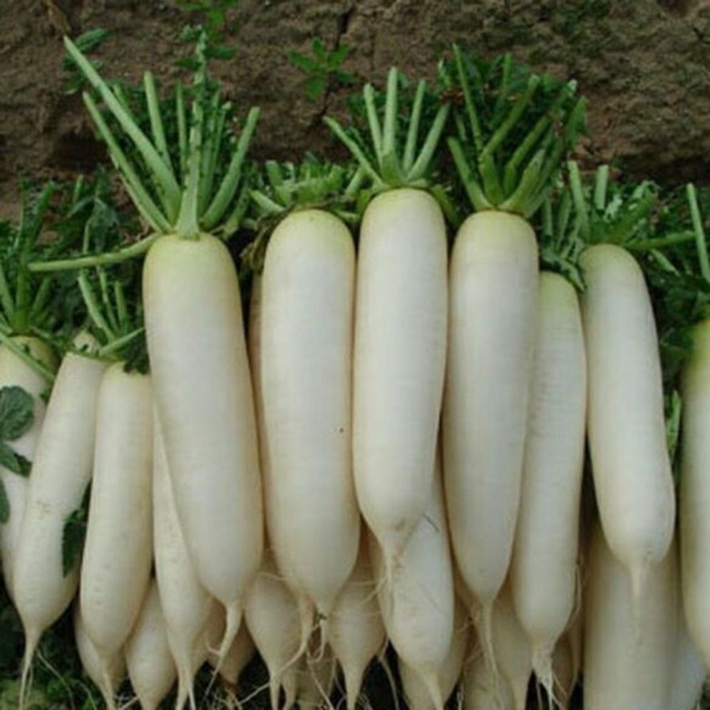 Hạt giống củ cải trắng - gói 20gr