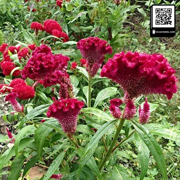 Hạt giống hoa mào gà búa mix màu - Shop hạt giống Tạ Gia Trang