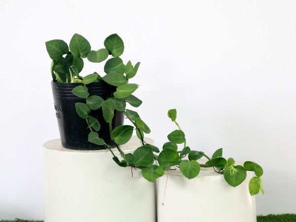 Dây Tắc Kè Thái - Leo Tường