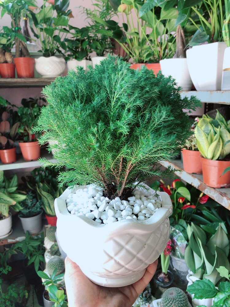 [HCM]Chậu Cây Tùng Bồng Lai