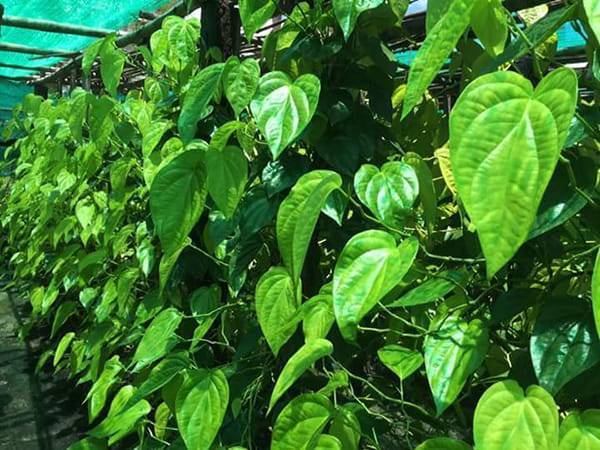 CÀNH TRẦU KHÔNG (CÂY TRẦU QUẾ ) CÓ RỄ ĐỂ ƯƠM TRỒNG