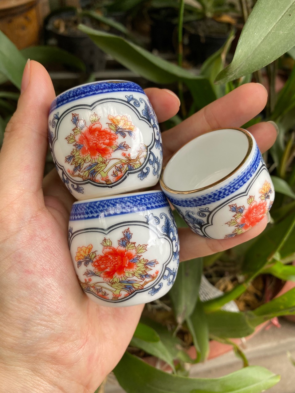 Cóng chim chào mào