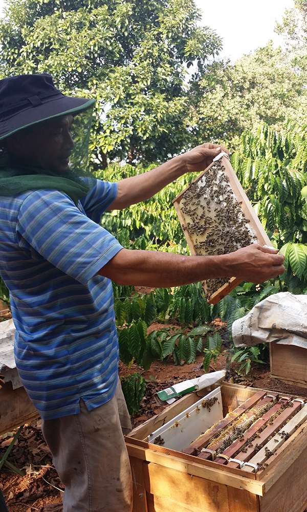 330ML Mật Ong Nguyên Chất Hoa Cà Phê BẢO LINH COFFEE