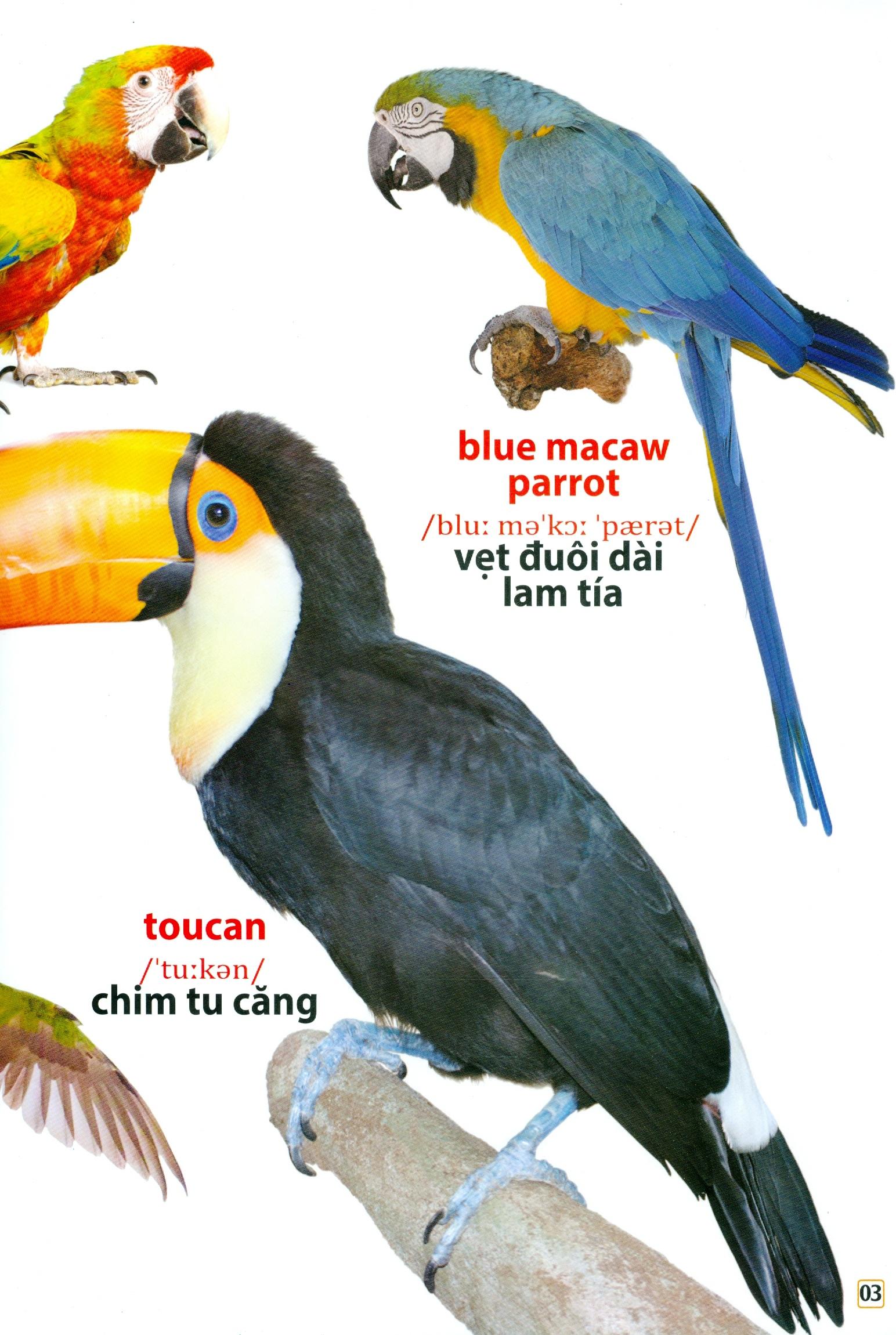 Từ Điển Bằng Hình - Các Loài Chim