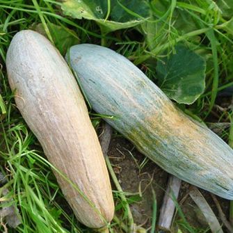 10 Hạt giống bí đỏ dài bí sáp