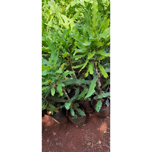 cây macca QN1 giống (chuyên cây giống)