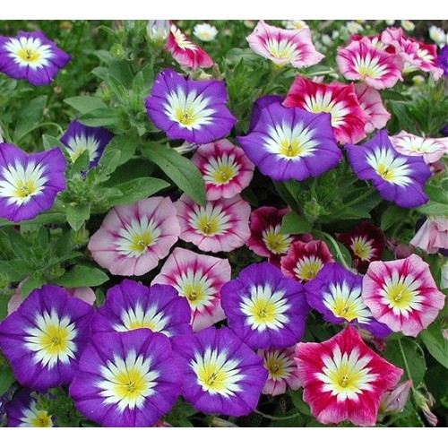 "Gói 30 Hạt " Hạt giống hoa leo giàn bim bim mix màu