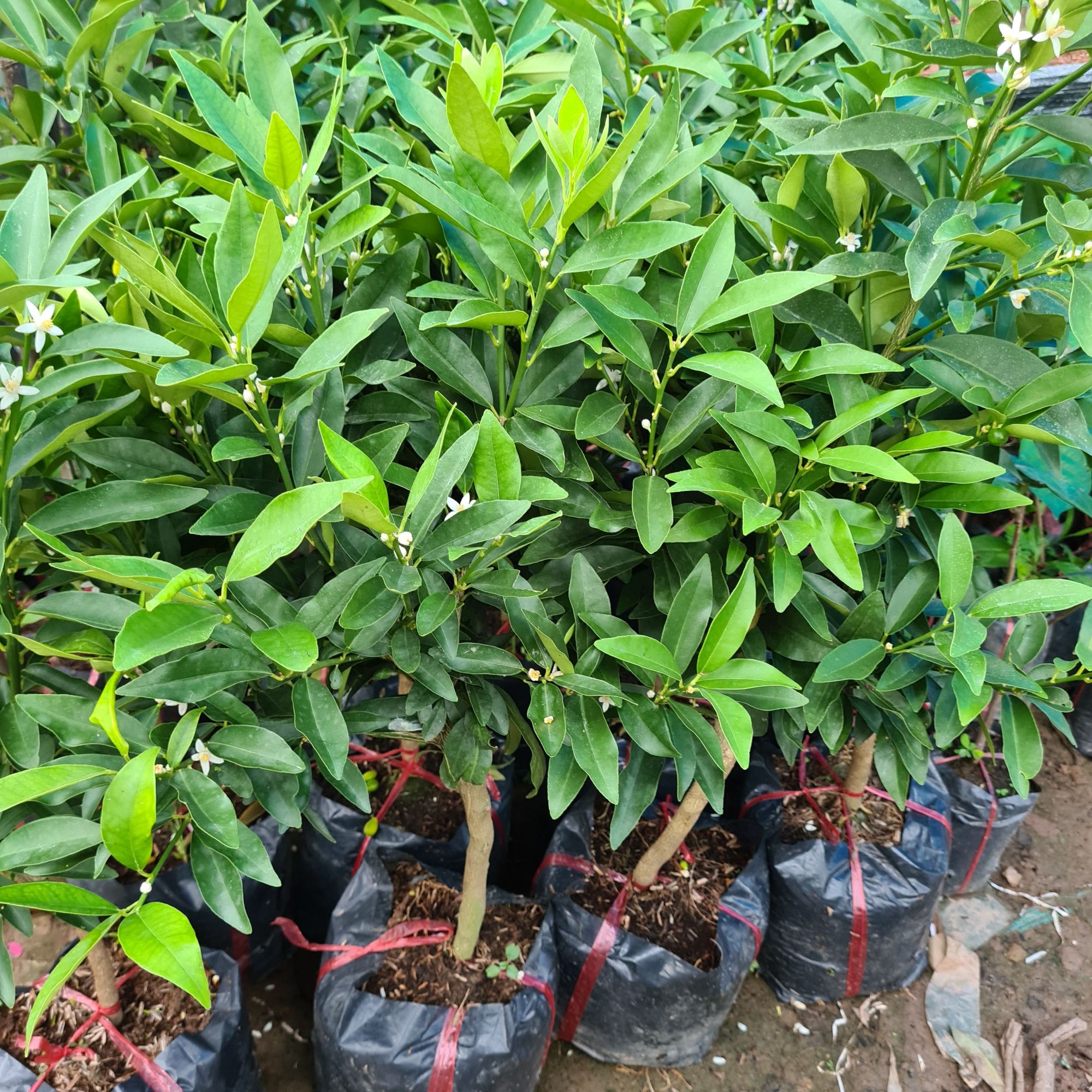 Cây quất ngọt