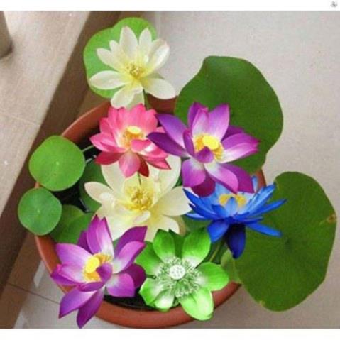 Dung Dịch Thủy Canh, thủy sinh HYDROPONIC 100ml