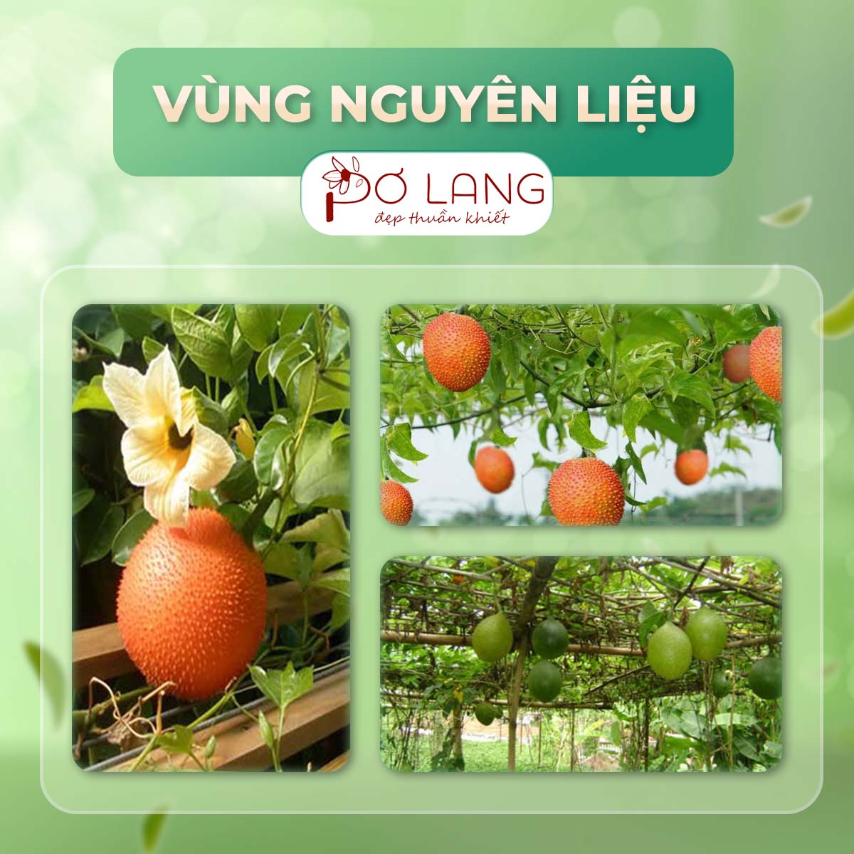 Combo Dưỡng mềm, Môi xinh (son bơ + son gấc)