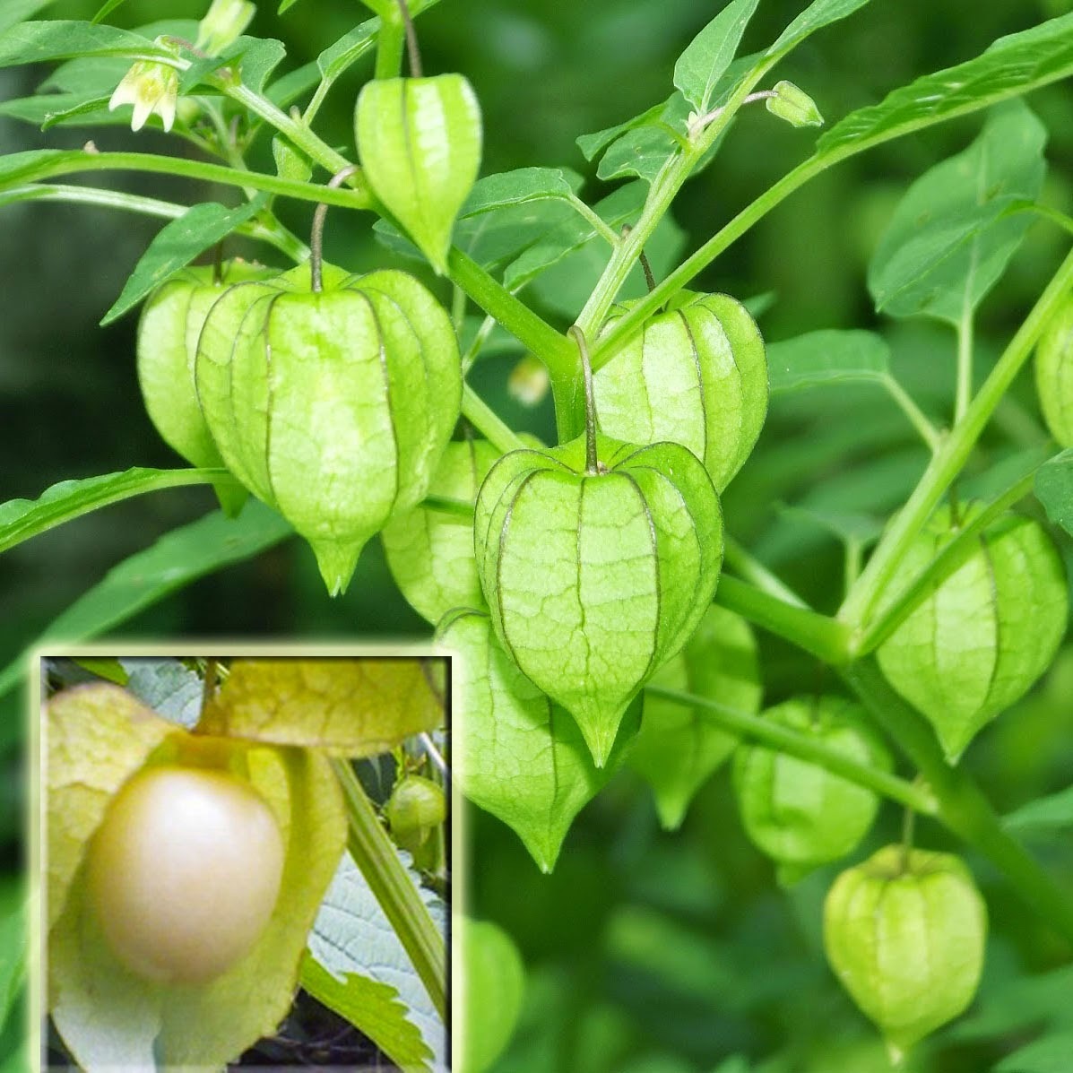 Hạt Giống Cây Thù Lù Nam Mỹ( Cây anh đào đất )(Gói 50 hạt)