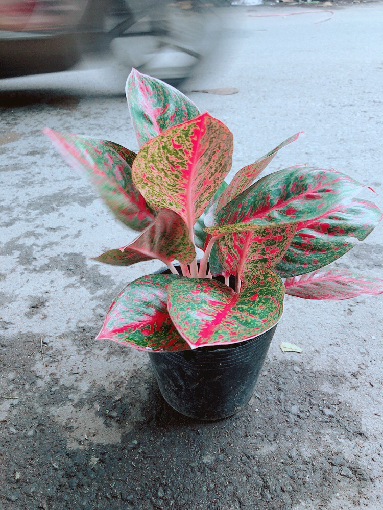 Cây Như Ý