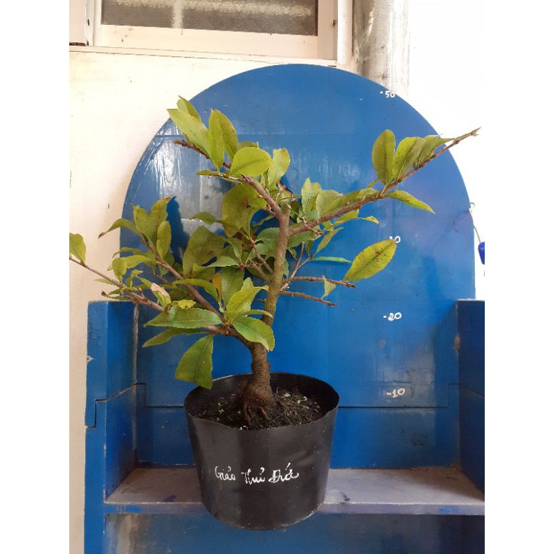 2 Cây Mai Giảo Thủ Đức cây 2 mùa
