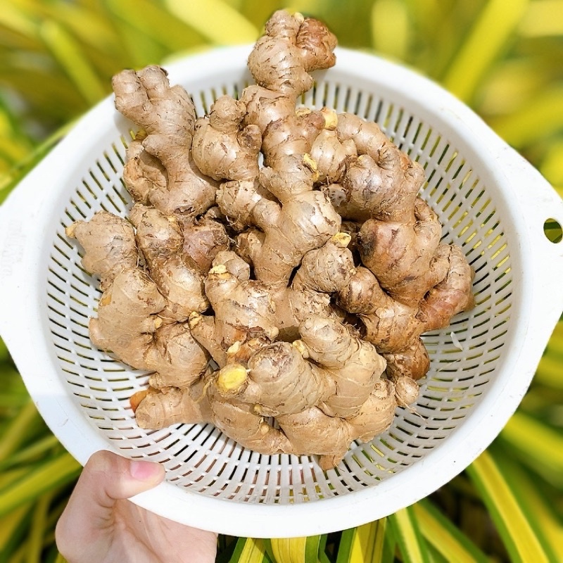 Củ Gừng Tươi - gừng tươi nhà trồng