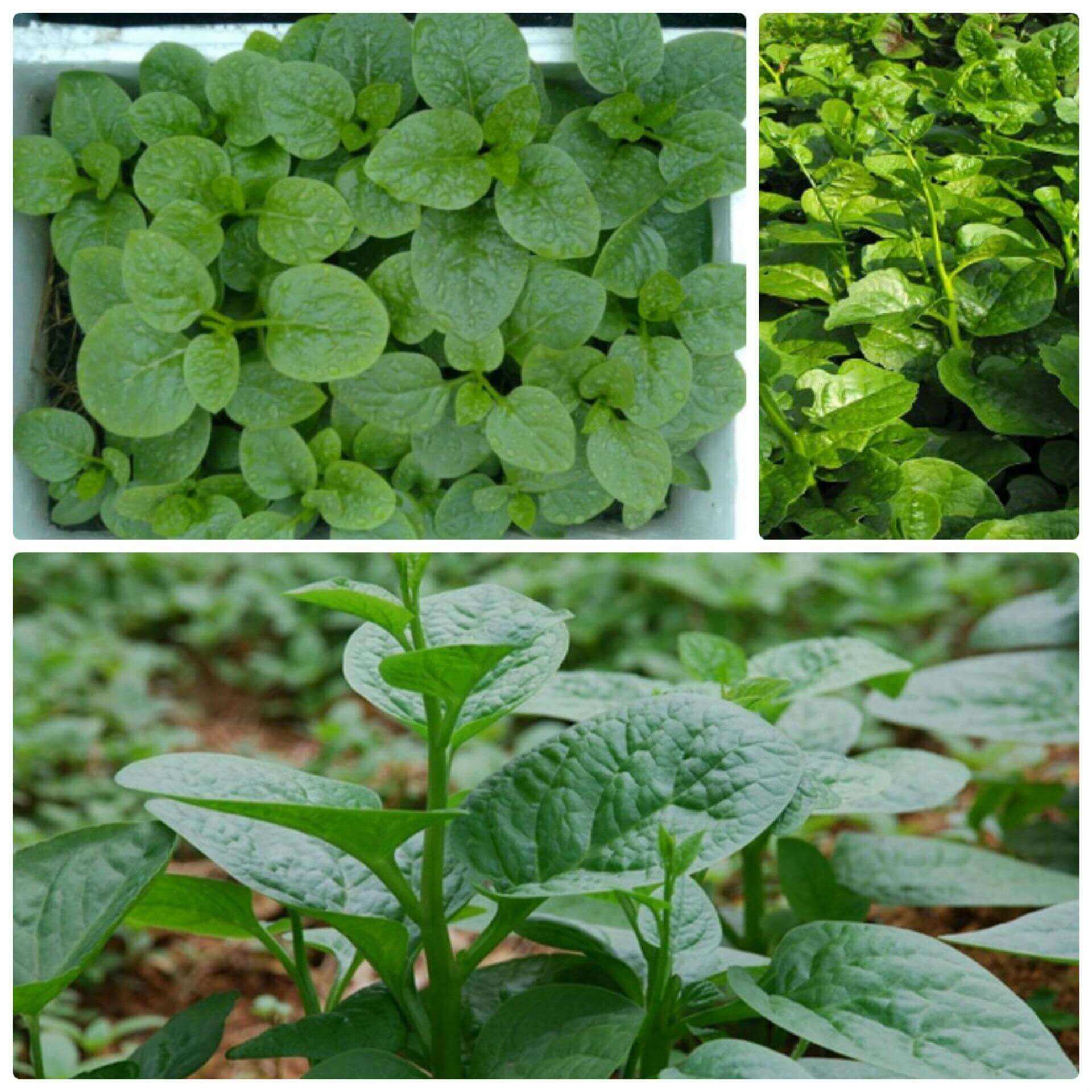 Hạt giống rau mồng tơi xanh - 20gram/gói