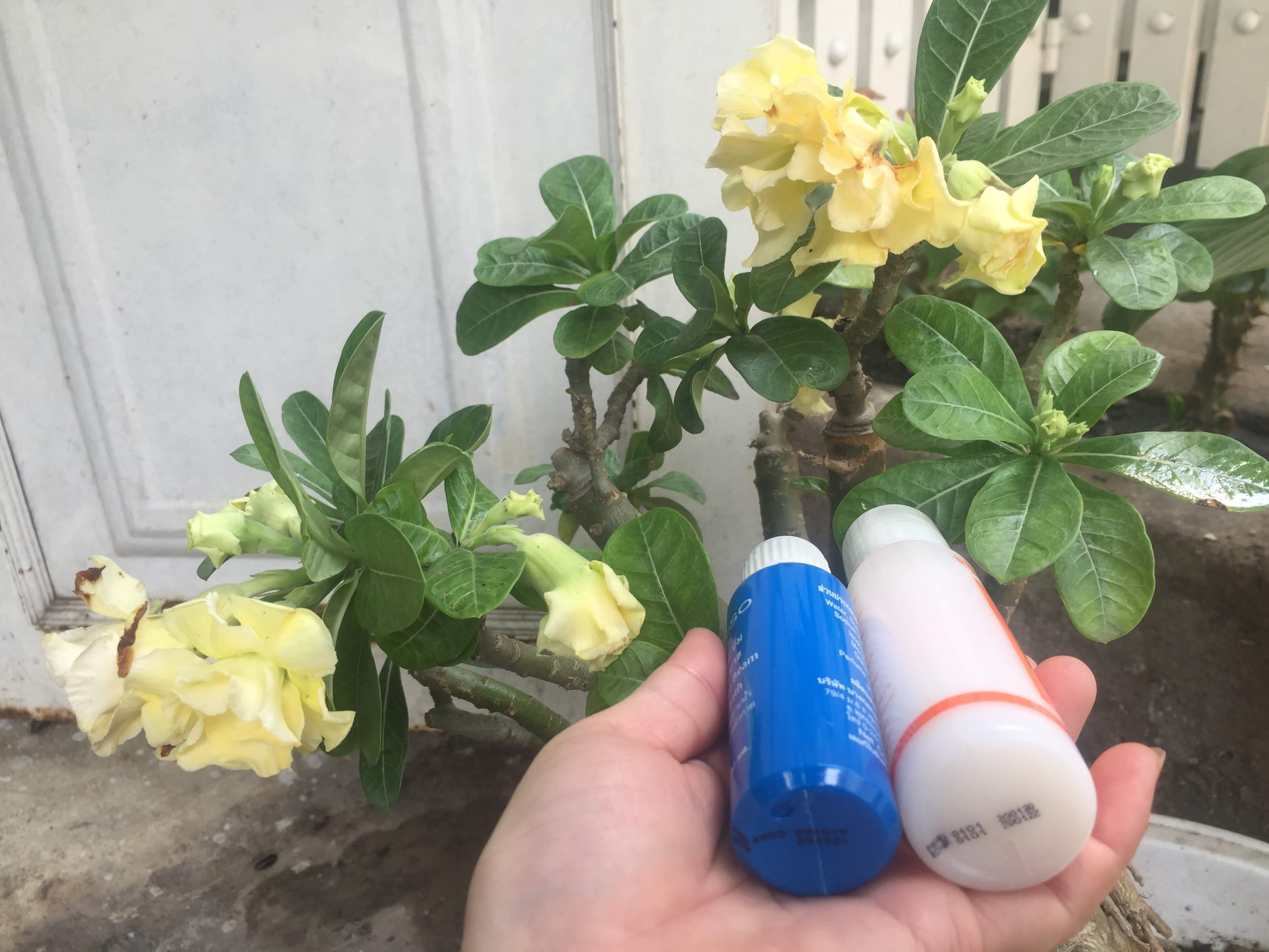 Sét tắm trắng da từ thiên nhiên DIPSO Thái Lan 90 ml