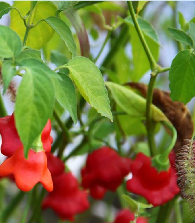Hạt giống ớt chuông gió ( ớt hoa hồng ) 20 hạt/gói
