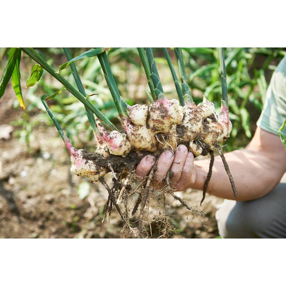 RAU GIA VỊ ĐÀ LẠT - Gừng (1kg)
