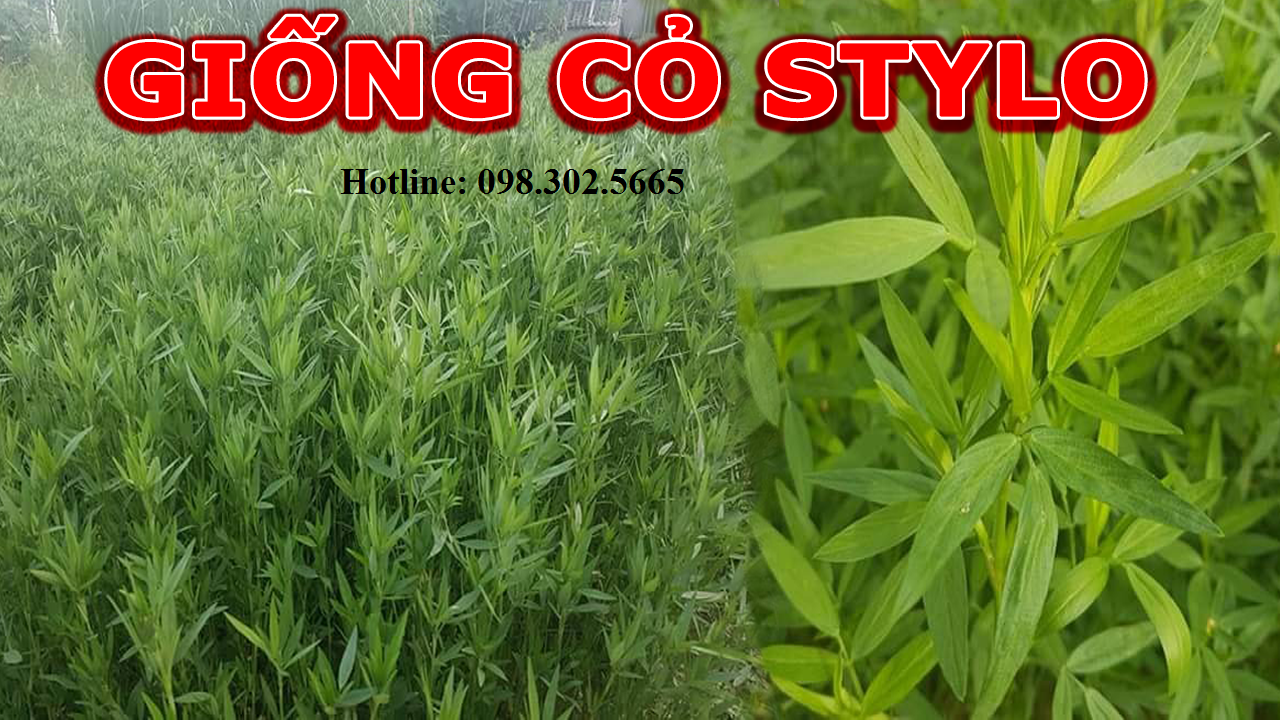 Hạt Giống Cỏ Đậu Stylo -  cỏ chăn nuôi 100gram .