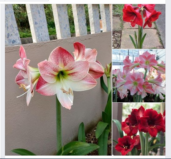 Bộ 2 củ giống hoa lan huệ tây - ( 1 củ hồng đào và 1 củ đỏ nhung )