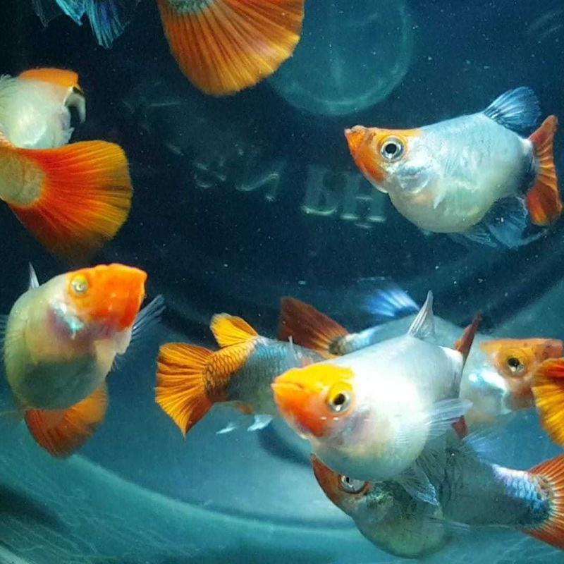 2 Bộ trang trí Koi Đen Super Short + Tặng kèm thùng xốp chống thấm 30x20x10