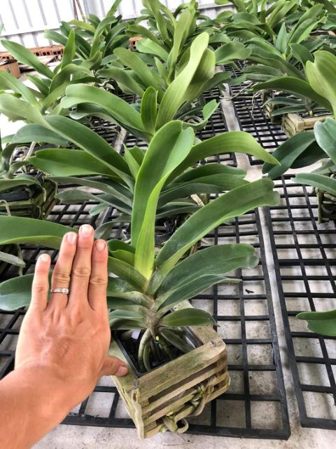 Sản Phẩm chậu đai châu thái 4 cặp lá