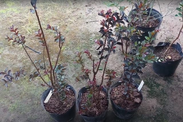 Tường vi bầu lớn - màu đỏ