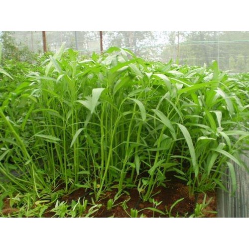 Gói 100 gram , hạt giống Rau Muống Lá Tre