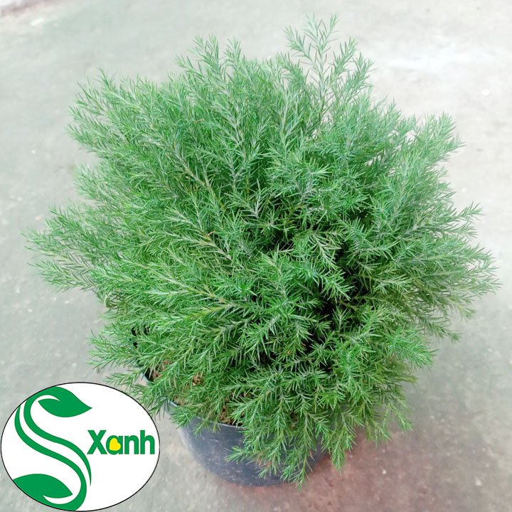Tùng Bồng Lai - Cây Phong Thủy - Cây Để Bàn