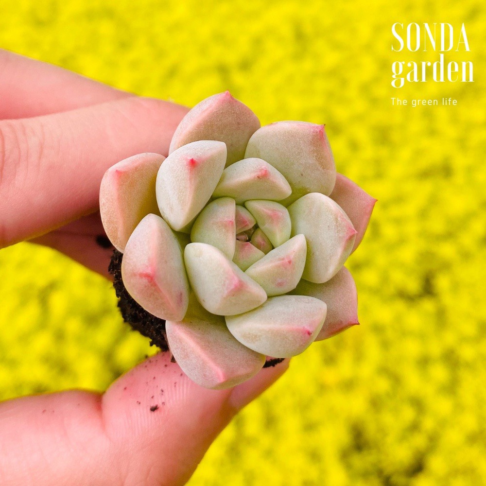 SEN ĐÁ HỒNG QUẾ SIZE MINI SIÊU KHỎE ĐẸP LỖI 1 ĐỔI 1