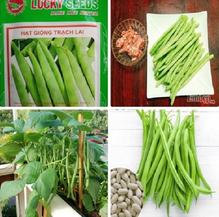 Túi 50 Gram Hạt giống đậu trạch lai