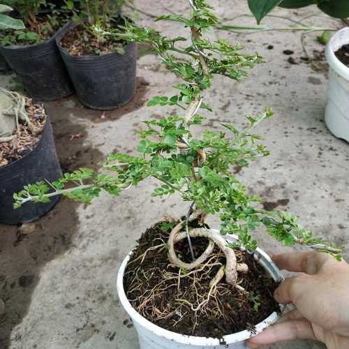 [HCM]Cây giống Cần Thăng Bonsai mini - CayGiongTot
