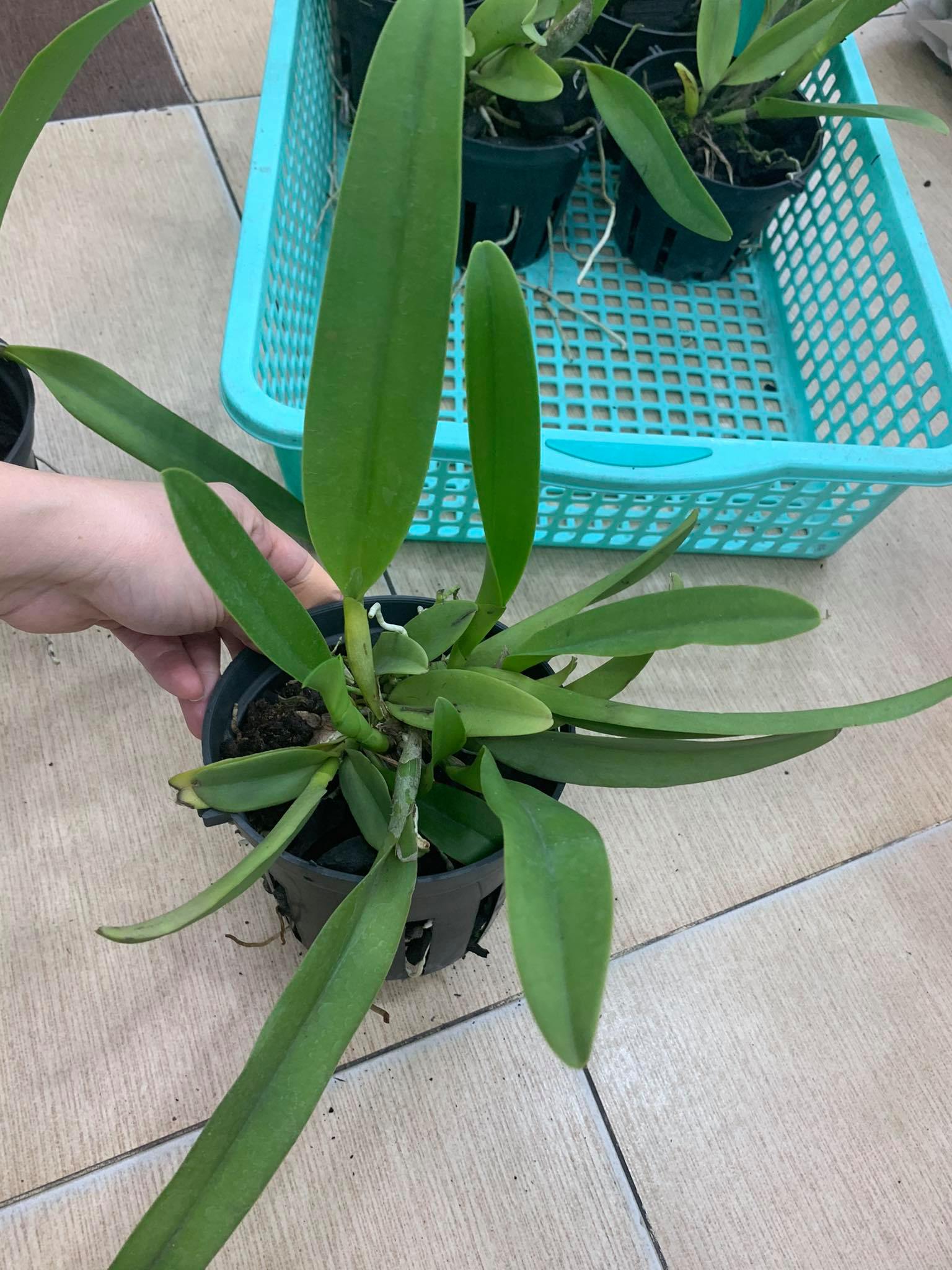 Lan Cattleya Trưởng Thành, giống nhập Thái Lan