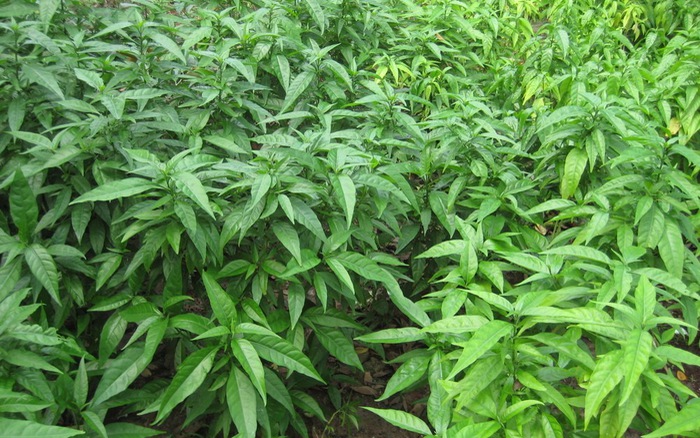 Cây lá hoàn ngọc (trắng) phơi khô 1 ký