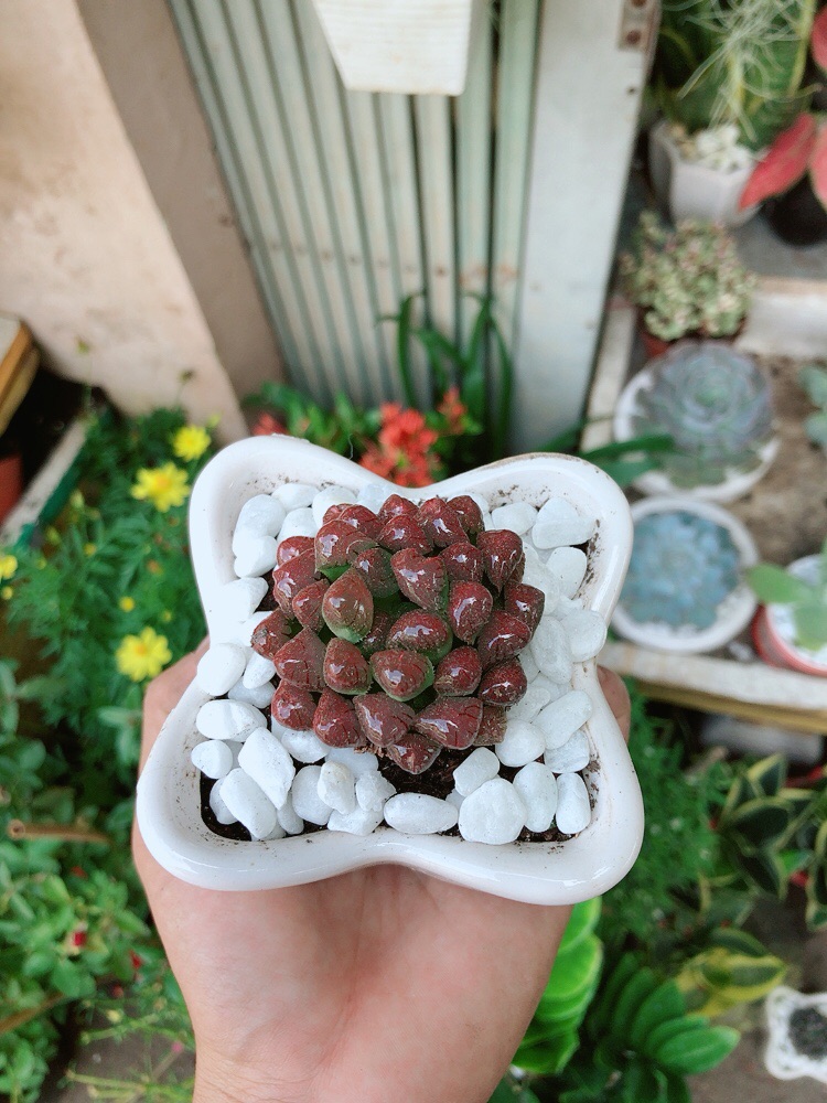 Chậu Kim Cương Đỏ (copi)