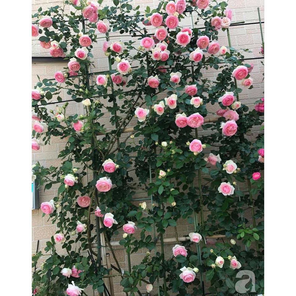 8A Hạt Giống Hoa Hồng Leo Pháp