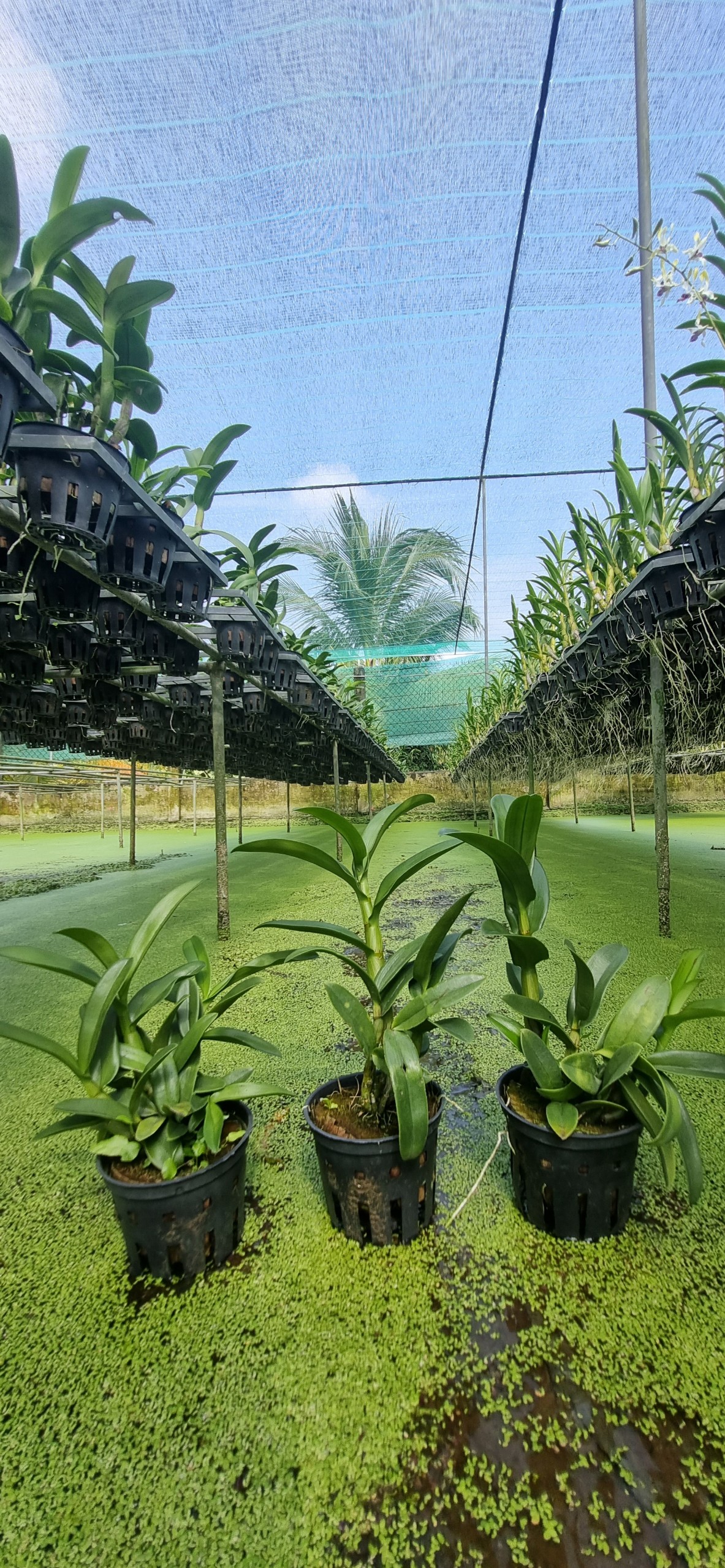 HOA LAN BÒ ĐỎ