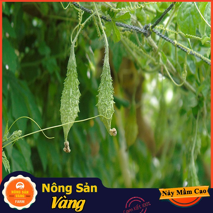 Hạt giống Khổ Qua Rừng Nảy Mầm Cao, Giàu Giá Trị Dinh Dưỡng ( Gói 10 Hạt ) - Nông Sản Vàng
