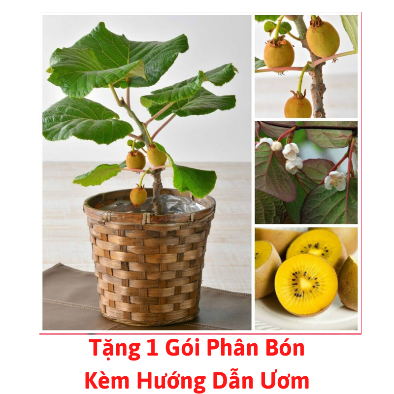 [Lấy mã giảm thêm 30%] Gói Hạt Giống Cây Kiwi