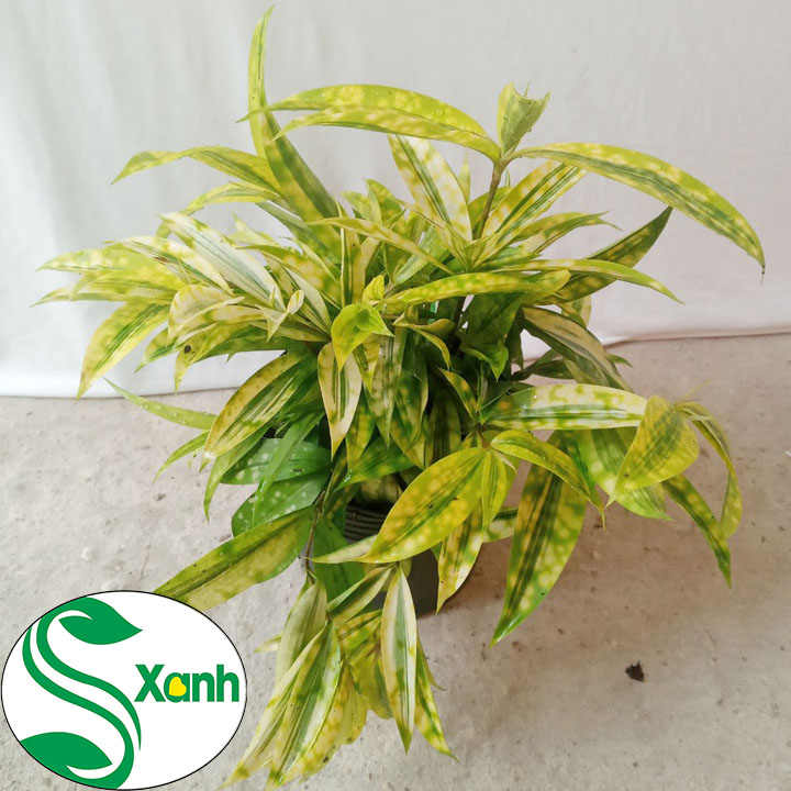 Cây Trúc Nhật Vàng Phong Thủy
