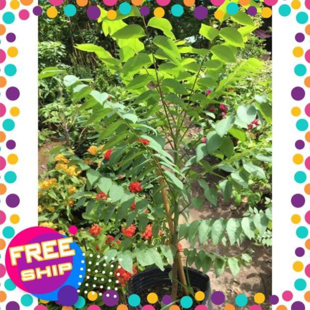 Sản phẩm Cây chùm ruột thái trái ngọt