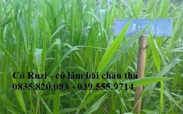 Hạt giống cỏ Ruzi - chỏ chịu dẫm đạp- gói 1kg - Hạt Giống Cỏ Chăn Nuôi Trâu,Bò,dê,cừu,cá... đem lại năng xuất cao trong ngành chăn nuôi