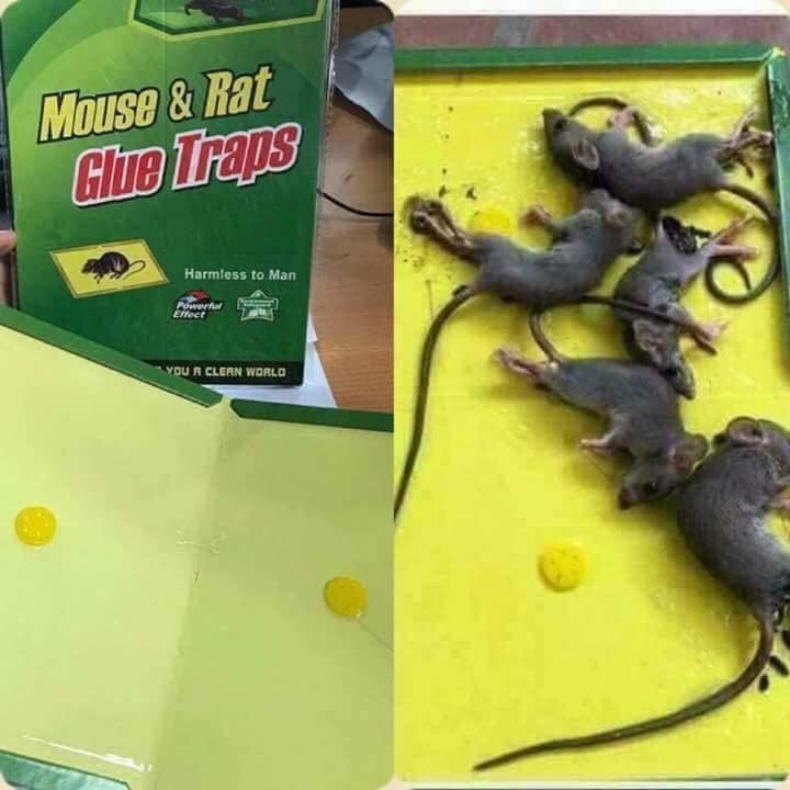 Combo 10 Miếng  Keo Dính Chuột