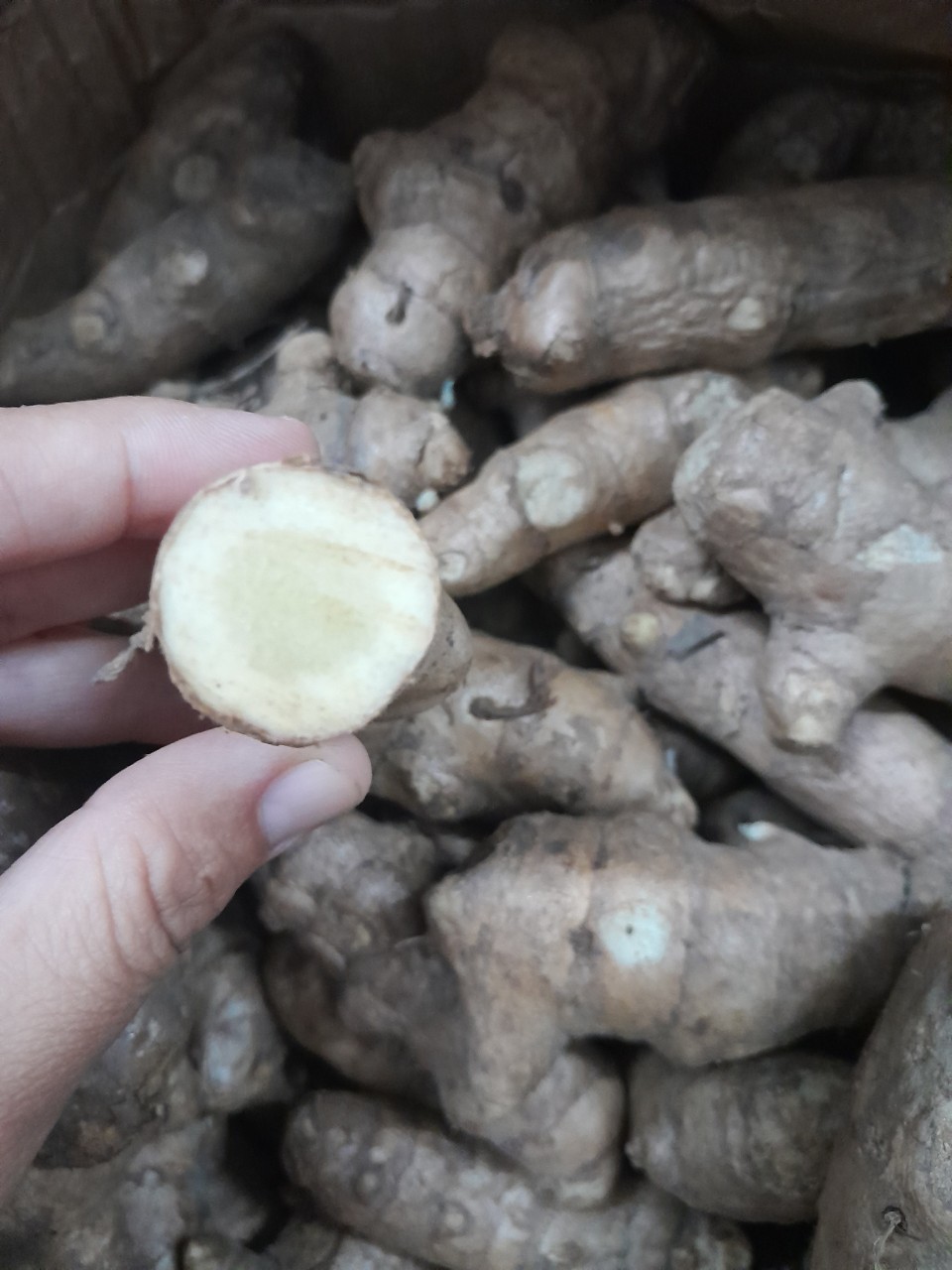 Củ Ngãi Chống Độc tươi 1kg ( ngãi trắng, nghệ trắng, nghệ rừng)